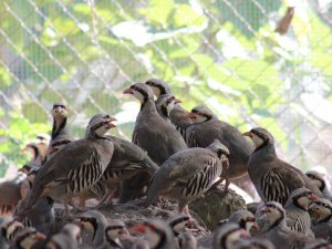 KEKLİK ÜRETİMİNDE REKORA KOŞUYOR