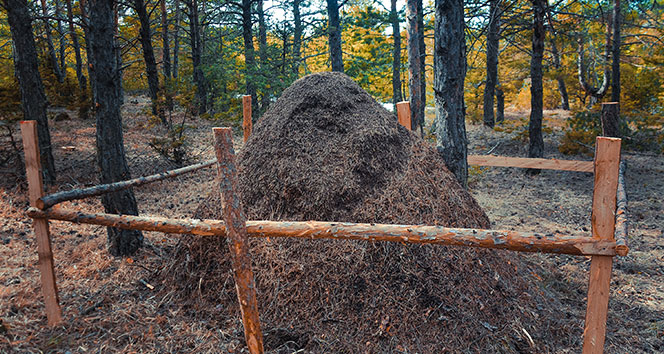 Dev karınca yuvası görenleri şaşkına çeviriyor