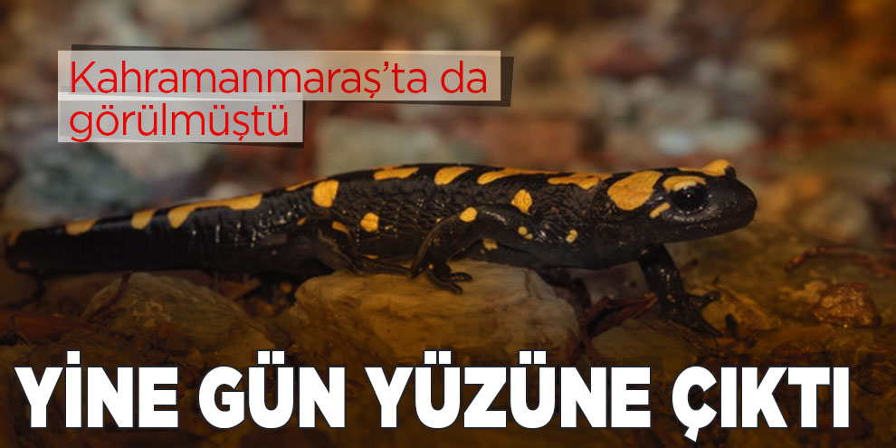 Yağmurla birlikte semenderler gün yüzüne çıktı