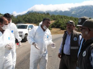 YABANİ HAYVANLAR AŞILANIYOR