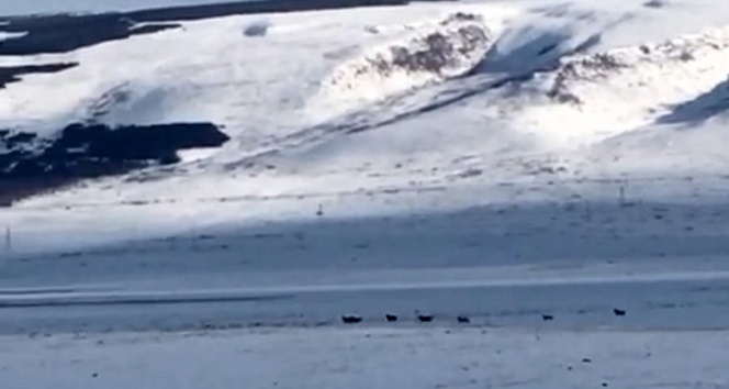 Aç kurtlar yerleşim alanına indi