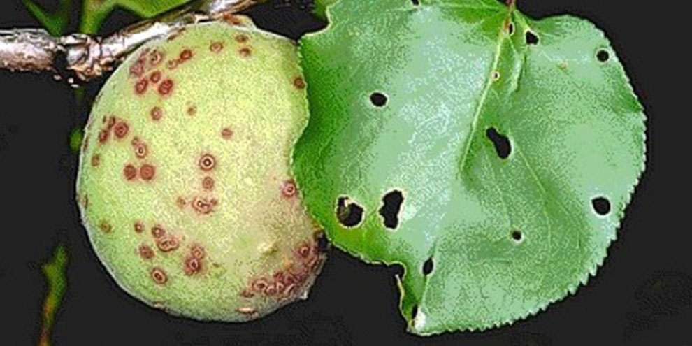 Kayısı bahçelerinde çil hastalığı riski yükseldi