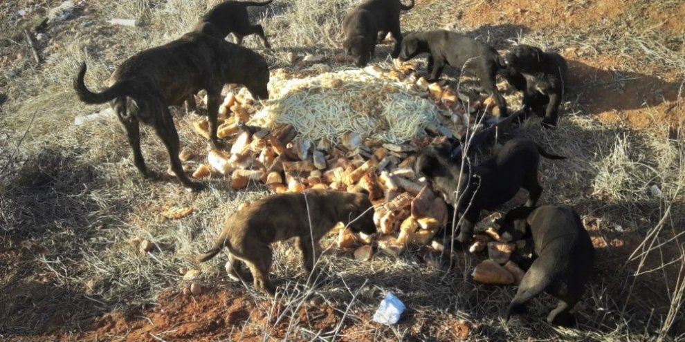 Herkes evine kapanmışken onlar sokak hayvanları için dışarıda