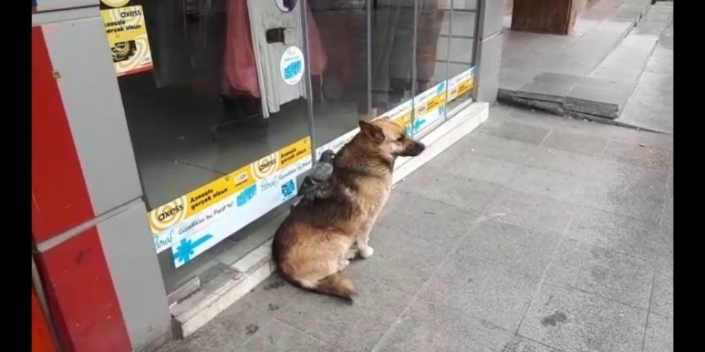 Güvercin ve köpeğin şaşırtan dostluğu