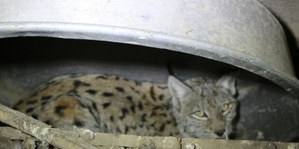 Ahıra giren vaşak tavukları telef etti