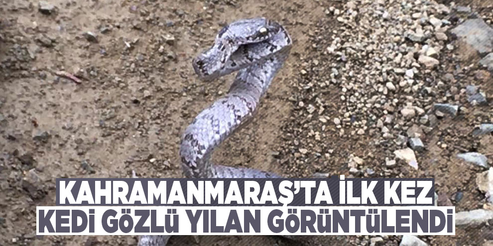 Kahramanmaraş’ta ilk kez kedi gözlü yılan görüntülendi