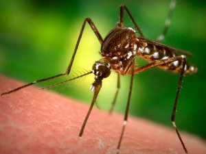 AFŞİN'DE SİVRİSİNEK İSYANI