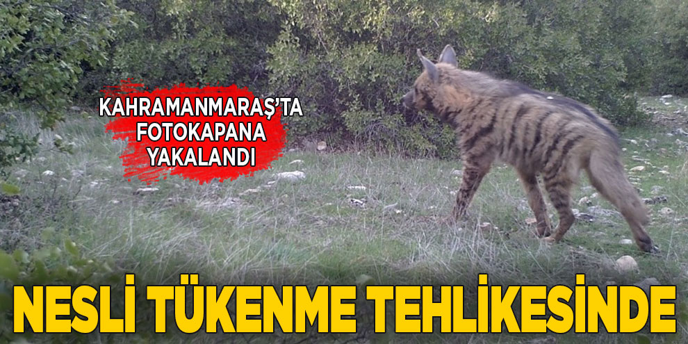 Nesli tükenmekte olan sırtlan türü Kahramanmaraş'ta görüldü