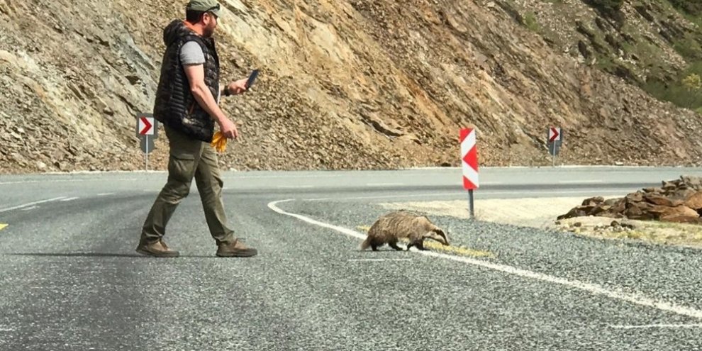 Nesli tükenme tehlikesinde olan porsuk yaralı olarak bulundu