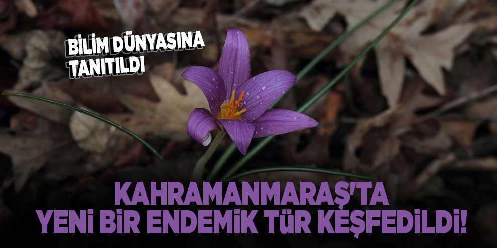 Kahramanmaraş'ta yeni bir endemik tür keşfedildi!