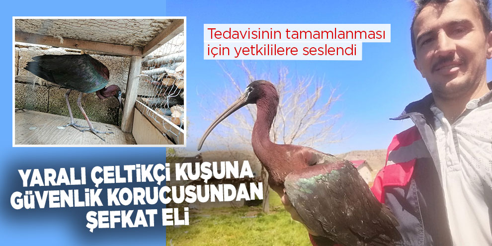 Yaralı çeltikçi kuşuna güvenlik korucusundan şefkat eli