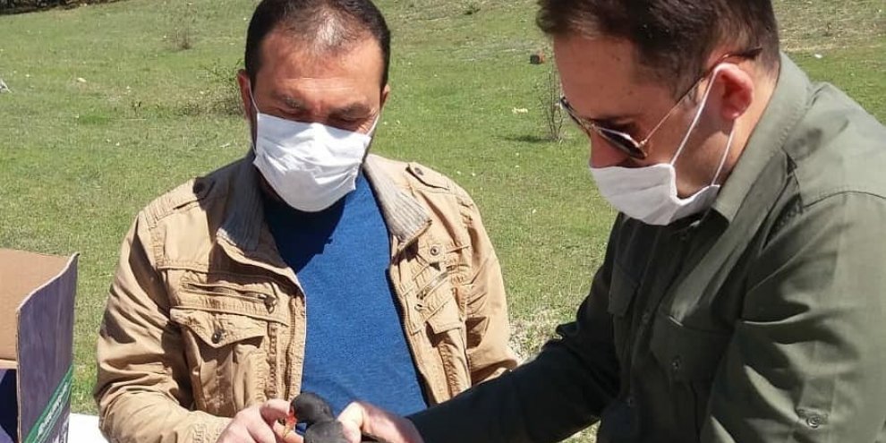 Tedavi edilen sutavuğu kuşu doğa salındı