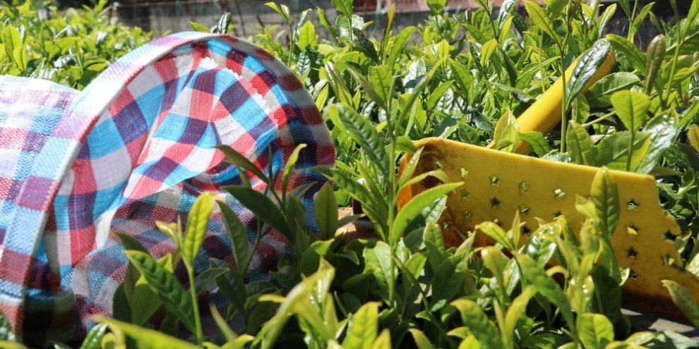 ’İmparatorların çayı’nın toplanması için geri sayım başladı