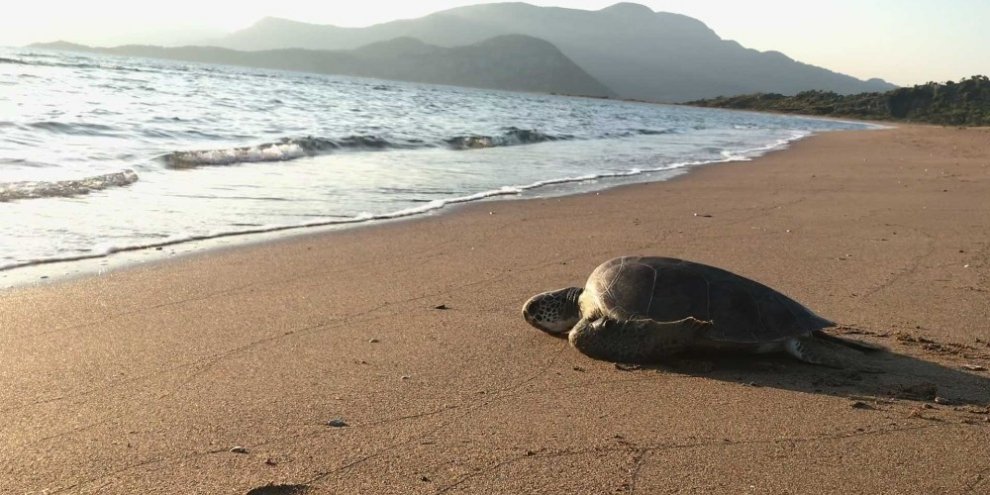 Tedavisi tamamlanan caretta denize bırakıldı