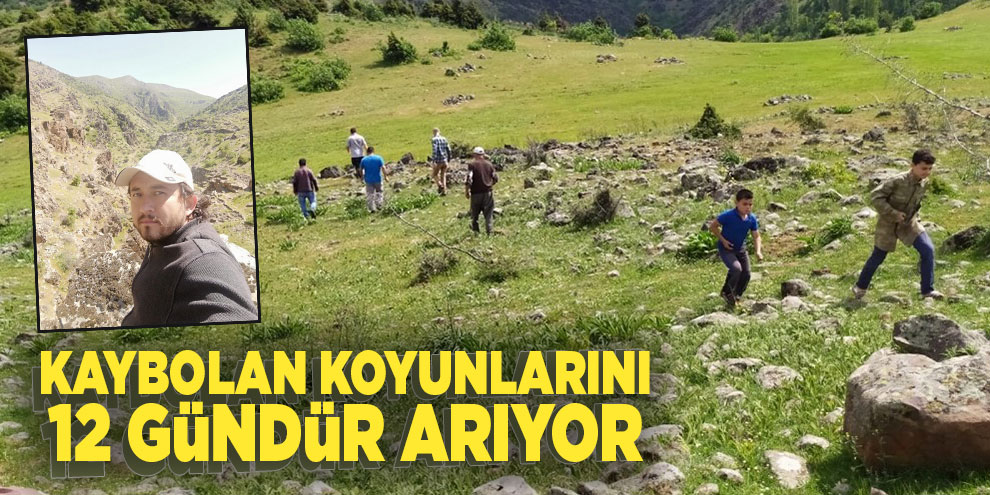 Kaybolan koyunlarını 12 gündür arıyor