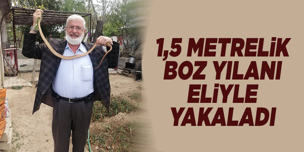 Eve giren 1,5 metrelik boz yılanı elleriyle yakalayıp doğaya saldılar