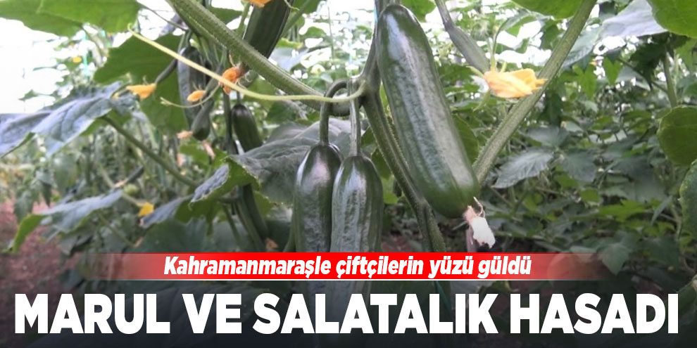 Marul ve salatalık çiftçinin yüzünü güldürdü