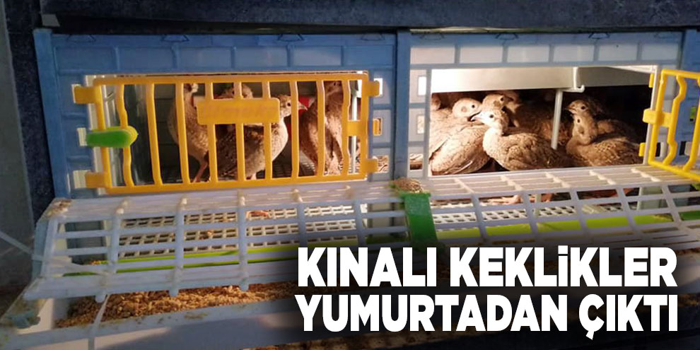 Kınalı keklikler yumurtadan çıktı