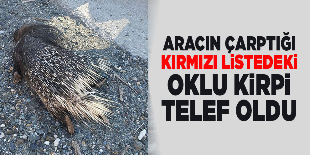 Aracın çarptığı kırmızı listedeki oklu kirpi telef oldu