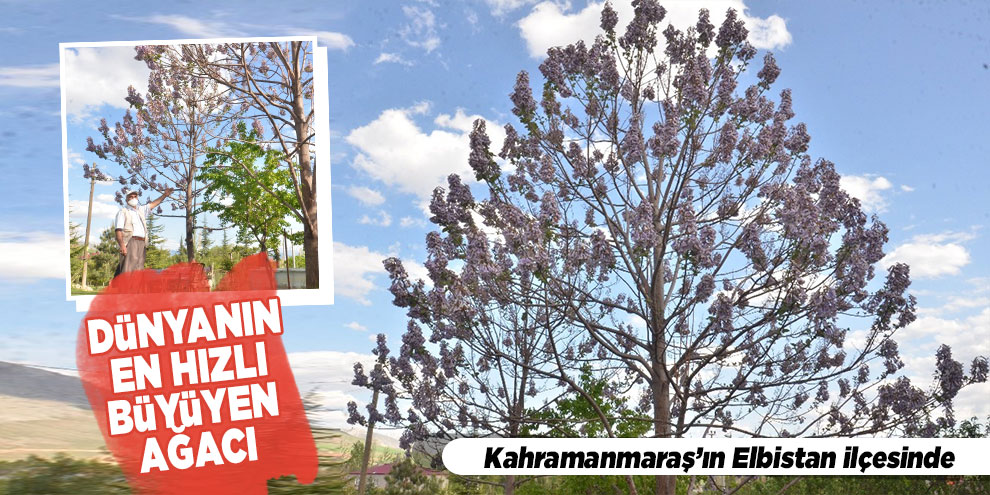 Dünyanın en hızlı büyüyen ağacı