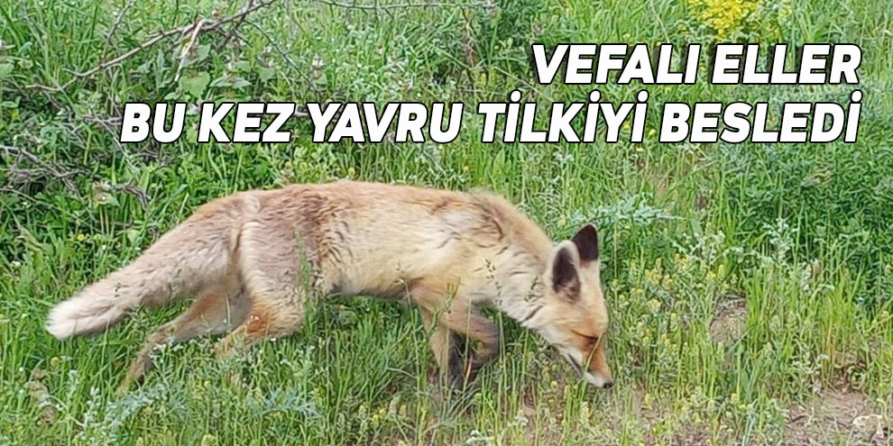 Vefalı eller bu kez yavru tilkiyi besledi