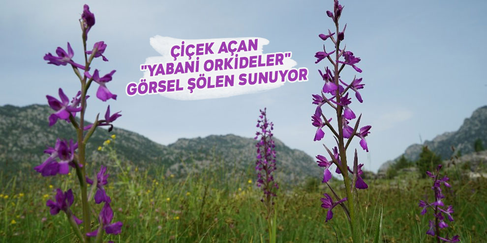 Çiçek açan "yabani orkideler" görsel şölen sunuyor