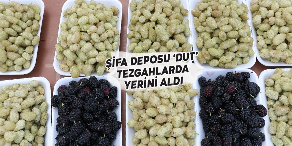 Şifa deposu ‘dut’ tezgahlarda yerini aldı
