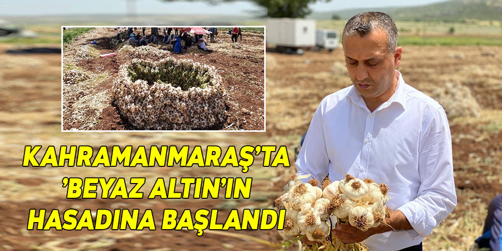 Kahramanmaraş’ta ’beyaz altın’ın hasadına başlandı