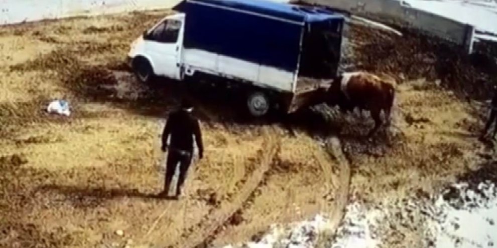 Azgın boğa önce aracı itti sonra sahiplerini kovaladı
