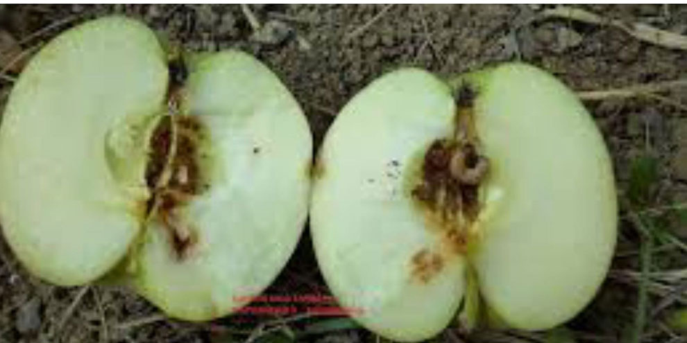 Elma iç kurdu zararlısında mücadele zamanı