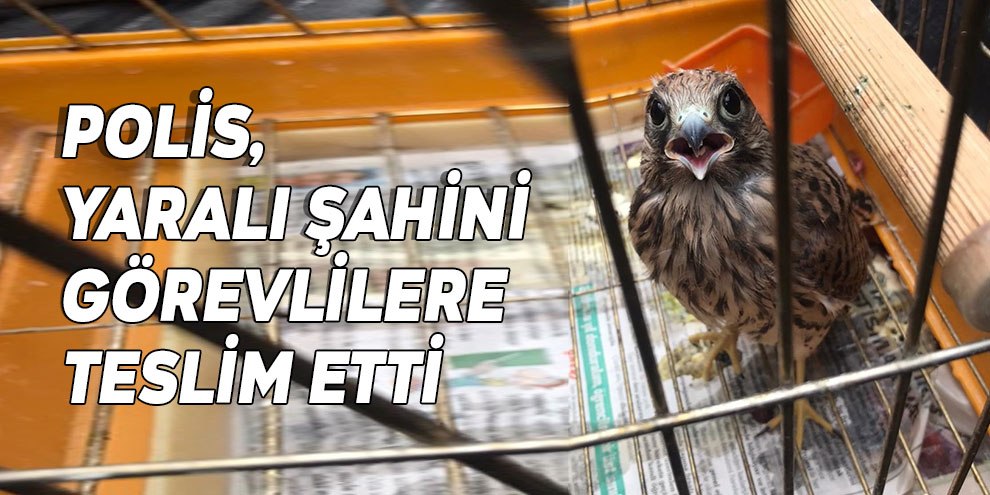 Polis, yaralı şahini görevlilere teslim etti