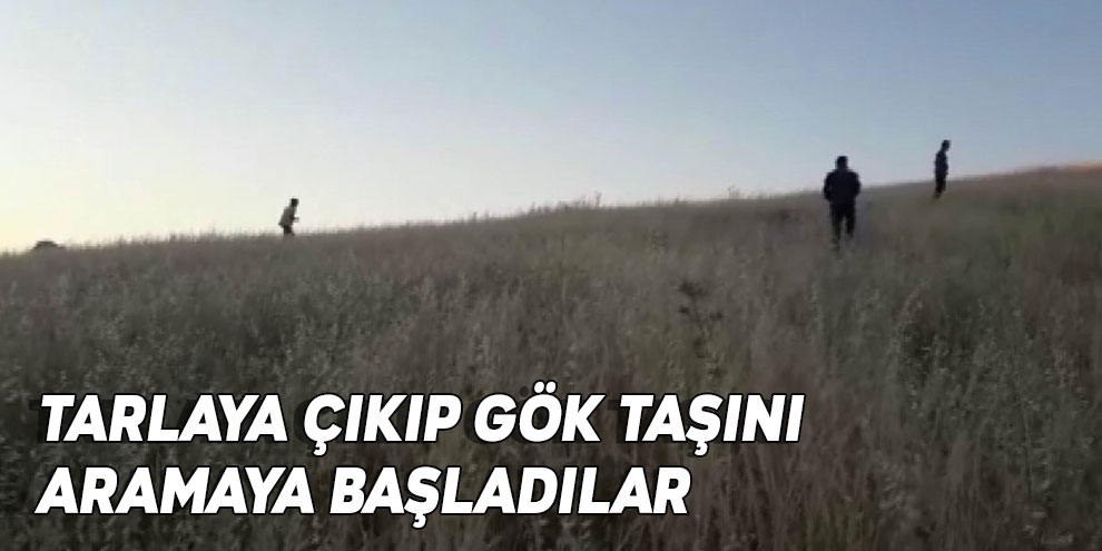 Tarlaya çıkıp gök taşını aramaya başladılar