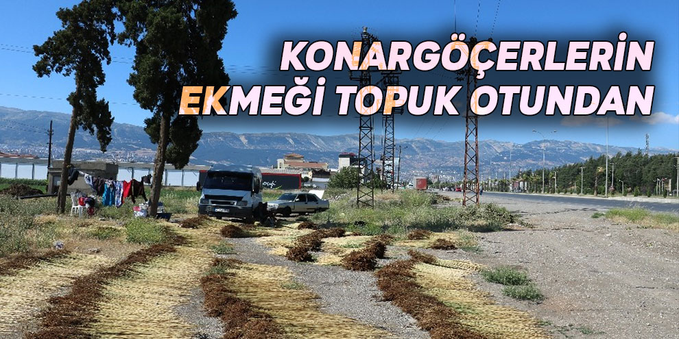 Konargöçerlerin ekmeği topuk otundan