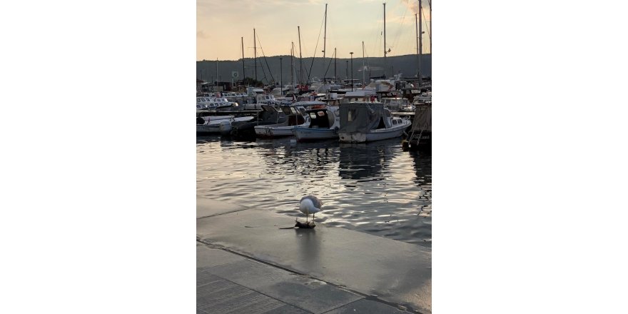 Koca fareyi 10 hamlede mideye indirdi