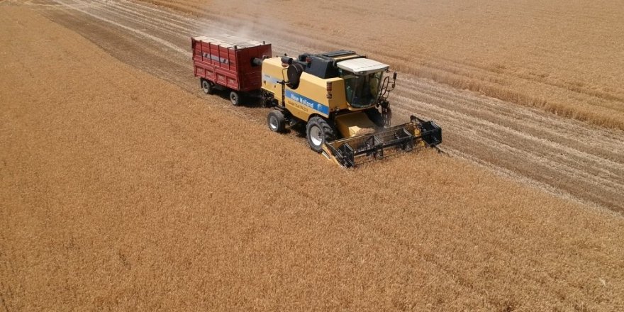 "Sarı altın" hasadı başladı