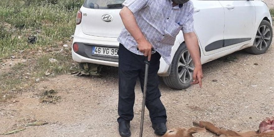 Engerek yılanının soktuğu buzağı telef oldu