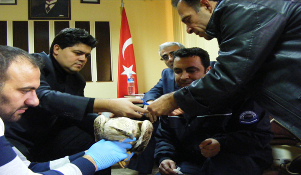 YARALI KARTAL, TEDAVİSİNDEN SONRA DOĞAYA SALINACAK