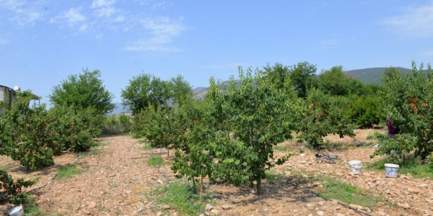 Kahramanmaraş'ta kayısı hasadı başladı