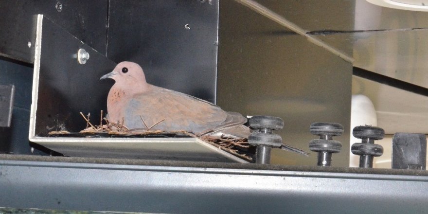 Kumruların yuvası bozulması diye örnek bir davranışa imza attı