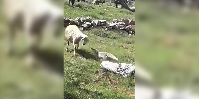 Göksun'da çoban köpekleri, koyun sürüsüne saldıran tilkiyi telef etti