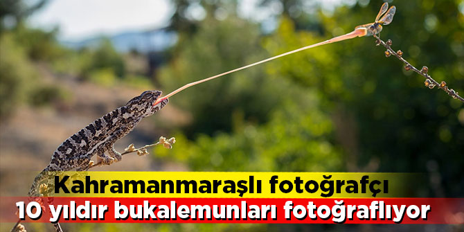 Kahramanmaraşlı fotoğrafçı 10 yıldır bukalemunları fotoğraflıyor
