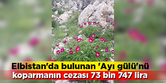 Elbistan'da bulunan 'Ayı gülü'nü koparmanın cezası 73 bin 747 lira!