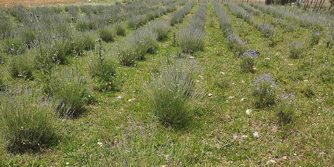 "Kadın Çiftçiler Tarımsal Yeniliklerle Buluşuyor Projesi"