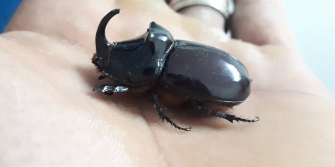 Bir dönem tanesi 90 bin dolara satılıyordu, evinin balkonunda buldu!