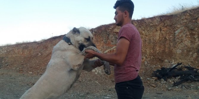 100 bin TL'ye çoban köpeği