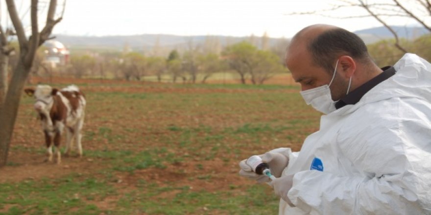 Kahramanmaraş'ta aşılama çalışmaları devam ediyor