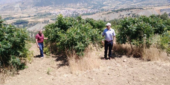 Gelenekten geleceğe sumak ekşisi