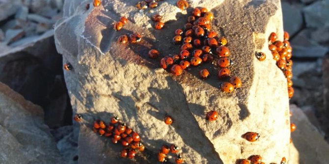 Kahramanmaraş'ta uğur böceklerinden görsel şölen