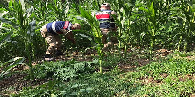 Kahramanmaraş'ta mısır tarlasında uyuşturucu operasyonu!