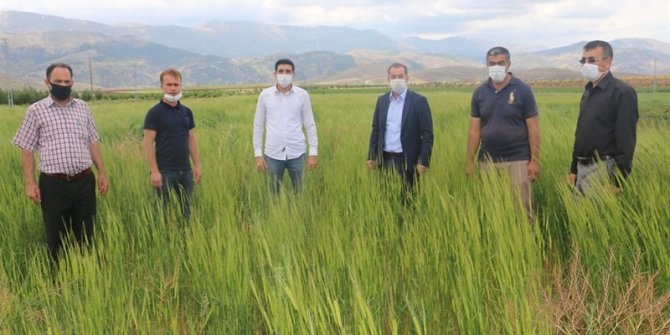 Ekinözü’nde, on bin yıllık siyez buğdayı ilk kez ekildi